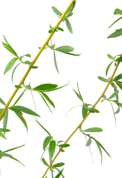 stock image Branch of a tree of a willow