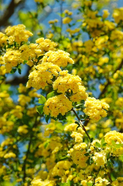 Oksa keltainen ruusu — kuvapankkivalokuva