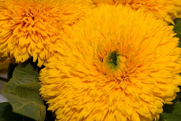 Flor brilhantemente amarela — Fotografia de Stock