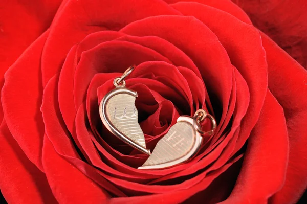 Corazón de oro roto en una rosa roja —  Fotos de Stock