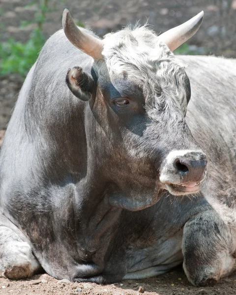 The bull — Stock Photo, Image