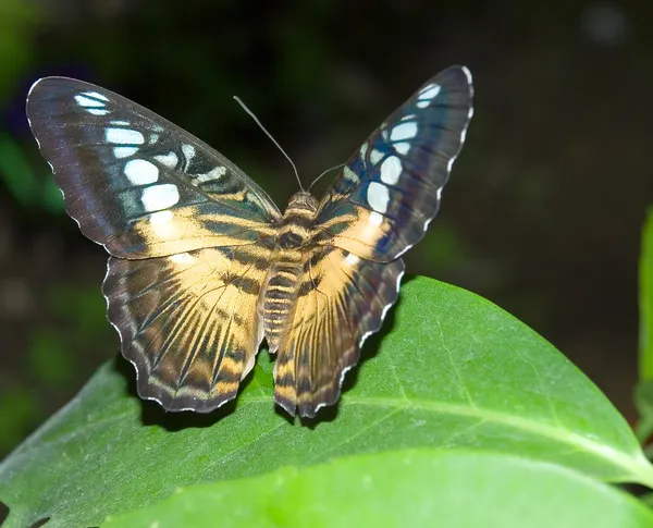 Бабочки 2 — стоковое фото