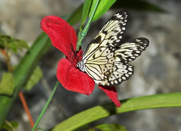 Vlinders 4 — Stockfoto