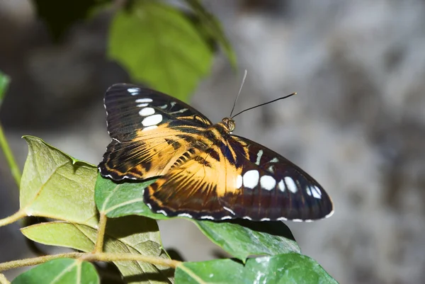 나비 5 — 스톡 사진
