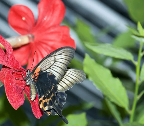 Бабочки 7 — стоковое фото