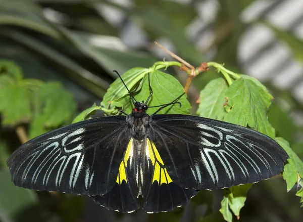 Schmetterlinge und grünes Blatt — Stockfoto