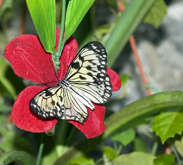 Schmetterlinge 8 — Stockfoto