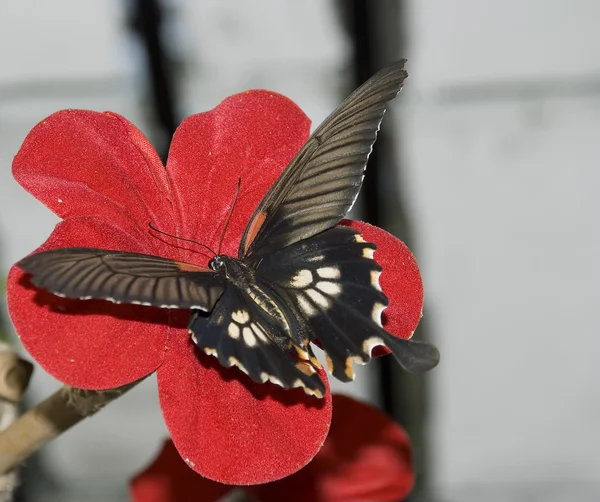 stock image Butterflies and red flowers