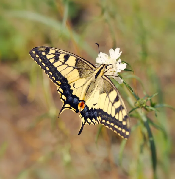 Papilio machaon — Foto Stock