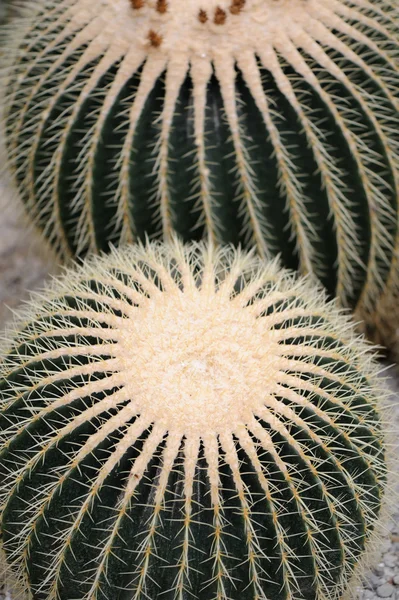 Kaktus - Stock-foto