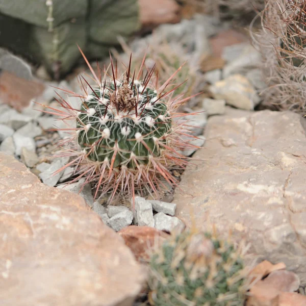 Kaktusz — Stock Fotó