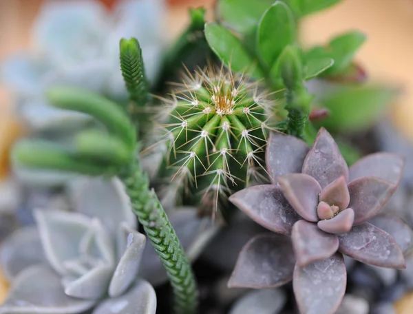 Stock image Cactus