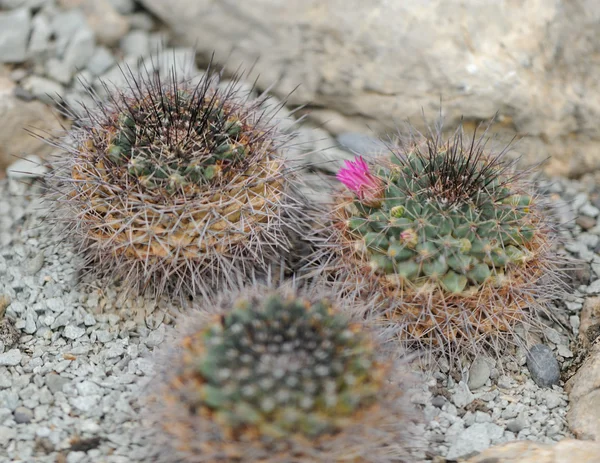 Blomstrende kaktus - Stock-foto