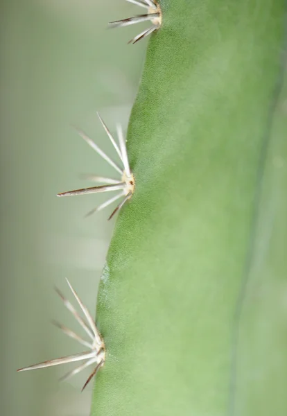Kaktus tło — Zdjęcie stockowe