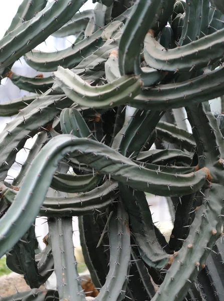 Фантастичні кактус — стокове фото
