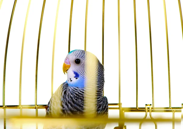 Papagaio na jaula — Fotografia de Stock