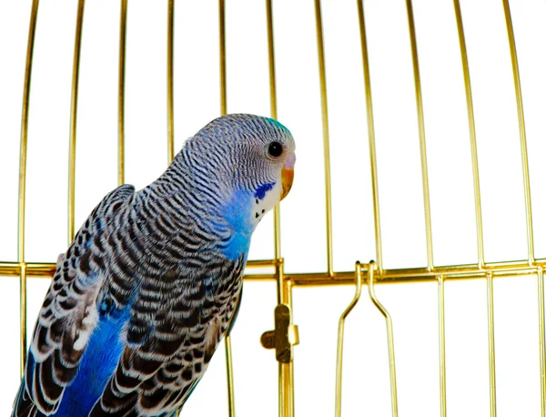 Parrot on a lattice cage — Stock Photo, Image