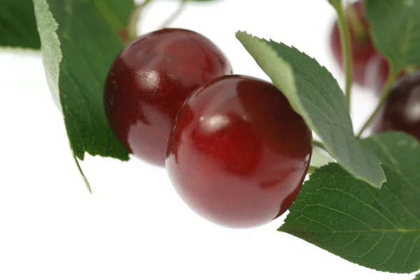 Mellow Cherry — Stock fotografie