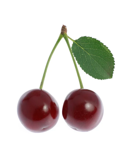 Cherry med blad — Stockfoto