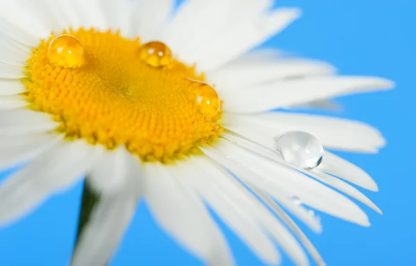 Camomile with dew drops — Stock Photo, Image
