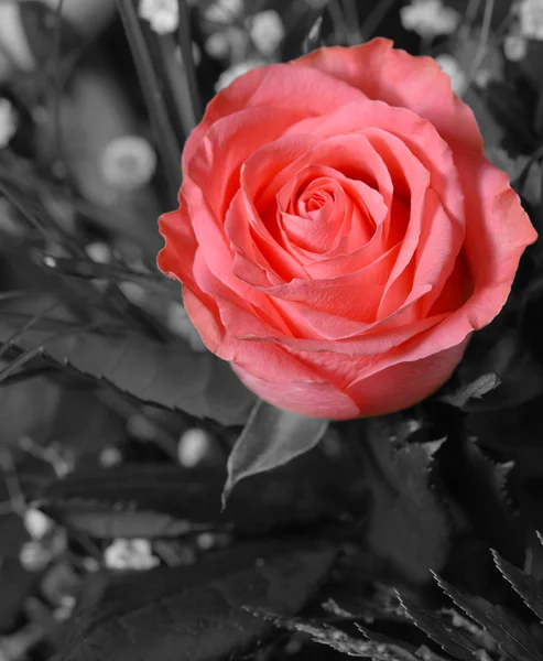 Kleur rozen — Stockfoto