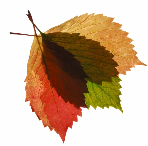 Composition from transparent autumn leaf — Stock Photo, Image