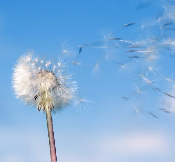 Dandelion wind — Stock Photo, Image