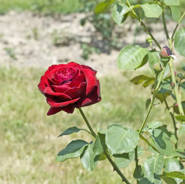Σκούρο κόκκινο τριαντάφυλλο — Φωτογραφία Αρχείου