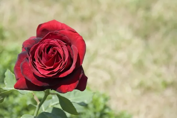 Darkly κόκκινο τριαντάφυλλο — Φωτογραφία Αρχείου