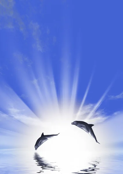 Dolfijn en zonsopgang — Stockfoto