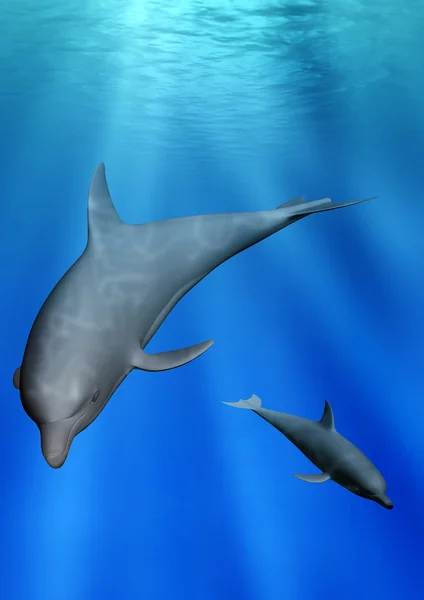 Delfini sott'acqua — Foto Stock