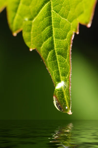 Droppar på blad och vatten — Stockfoto
