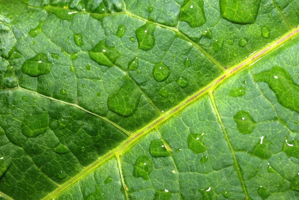 나뭇잎 위로 떨어지는 물방울 — 스톡 사진