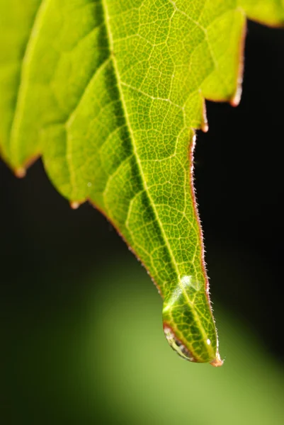 나뭇잎 위로 떨어지는 물방울 — 스톡 사진