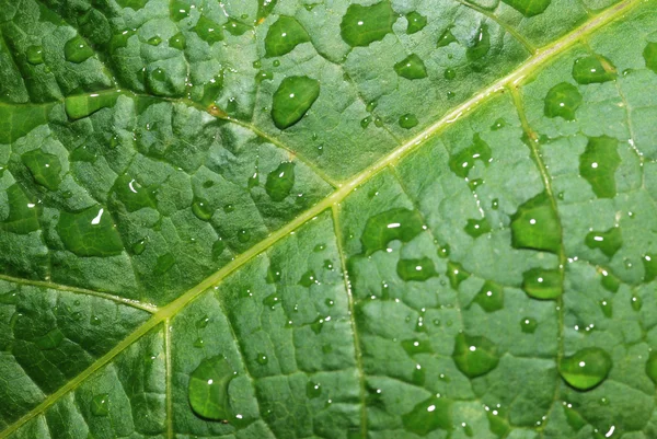Drops on a leaf — Stock Photo, Image