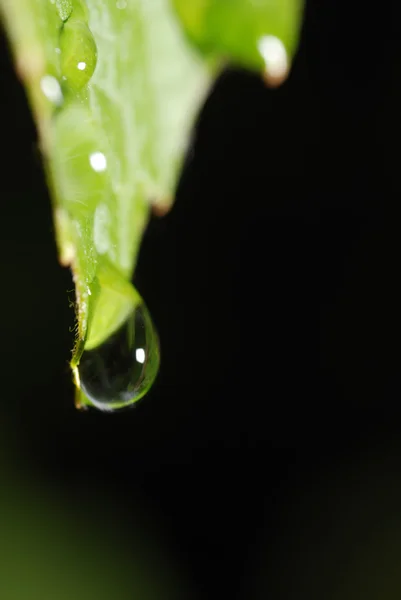 Three drops on a leaf — Stock Photo, Image