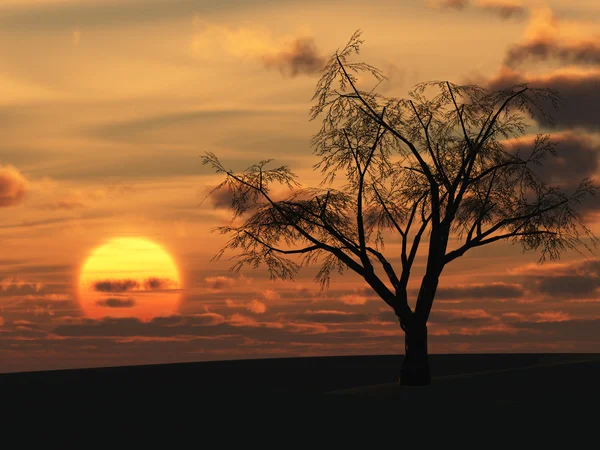 Suchý strom a rudý západ slunce — Stock fotografie