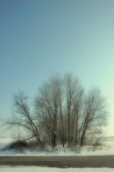 Torra träd gamla fotoeffekt — Stockfoto