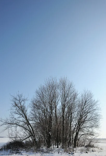 Сухое дерево — стоковое фото