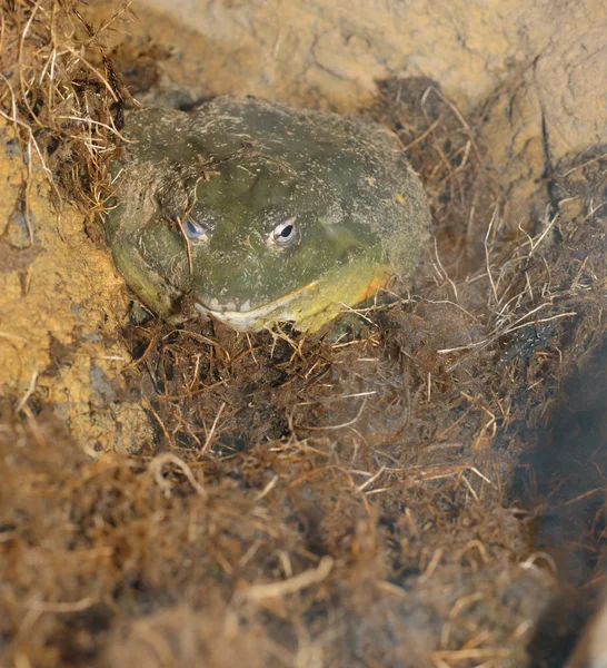 Earthen toad — Stock Photo, Image