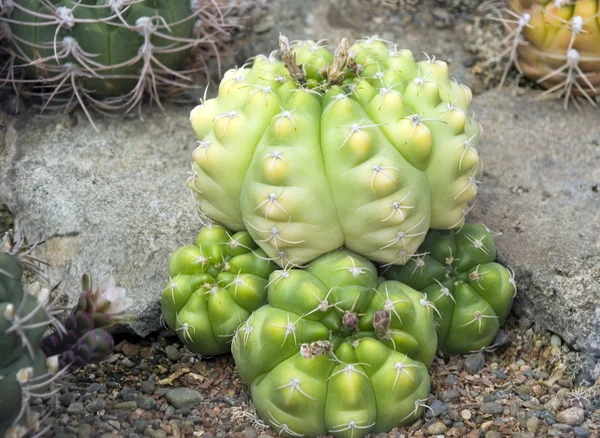 Exotic cactus 2 — Stock Photo, Image