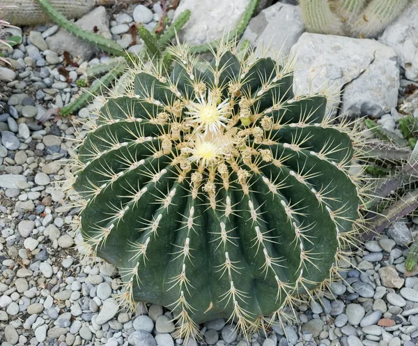 Exotic cactus 3 — Stock Photo, Image