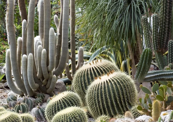 Exotic cactus 6 — Stock Photo, Image