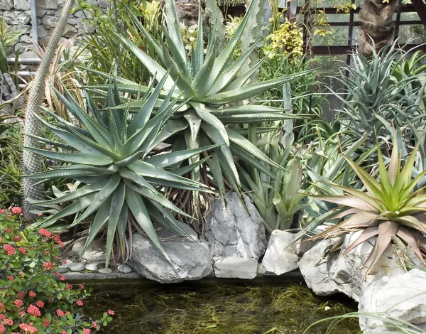 Egzotyczne kaktus 5 — Zdjęcie stockowe