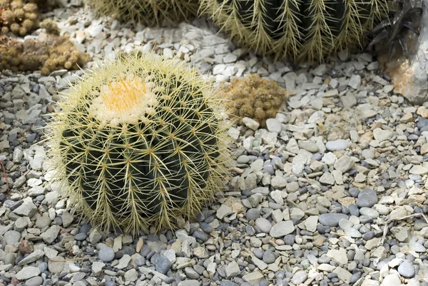 Cactus y piedra exóticos — Foto de Stock