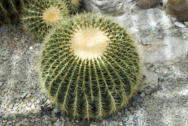 Cactus exotiques et roche — Photo