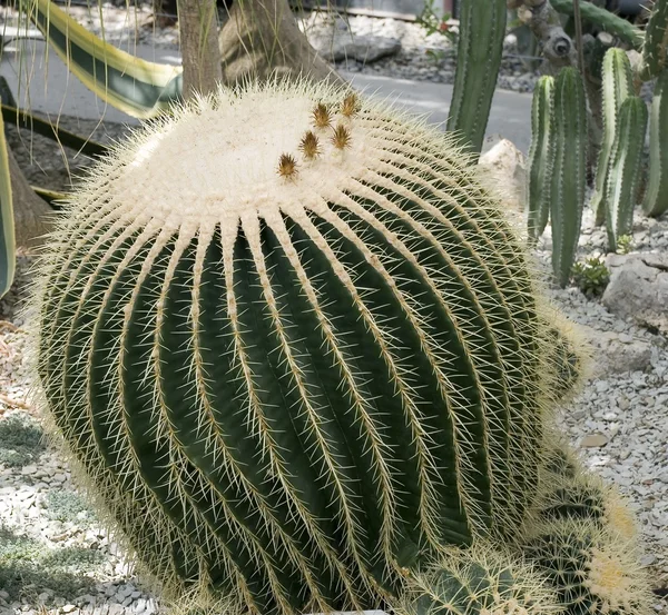 Eksotiske kaktus - Stock-foto