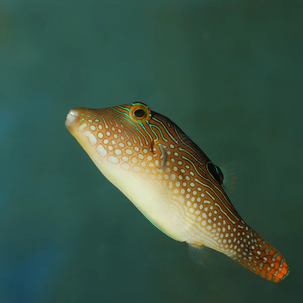 エキゾチックな魚 — ストック写真
