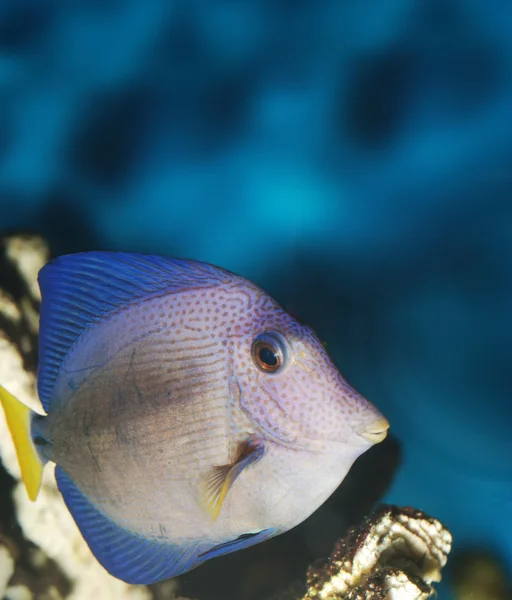 ปลาแปลกใหม่ — ภาพถ่ายสต็อก