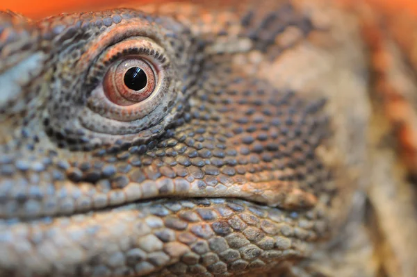 Primer plano del ojo de iguana — Foto de Stock